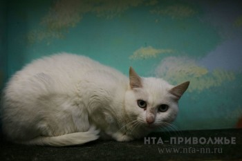 Бешенство у кошки выявили в Павловском районе Нижегородской области