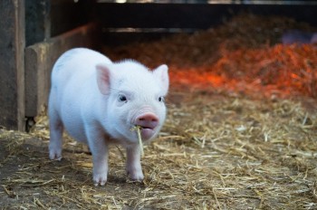 Предотвратить распространение АЧС: свыше 150 свиней выкуплено у жителей Вадского и Большемурашкинского районов Нижегородской области