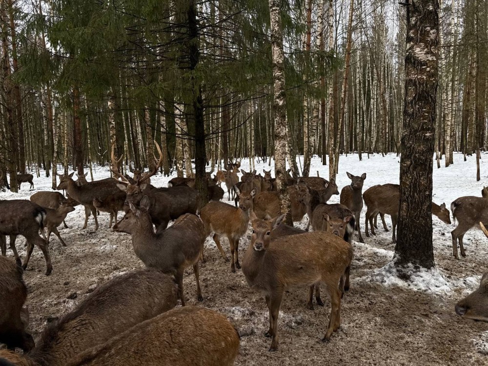 Юному нижегородцу подарили новогодний сюрприз в Копорье