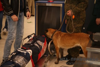 Кинологи Приволжской таможни выявили почти 5 т. подконтрольных веществ Кинологи Приволжской таможни выявили почти 5 т. подконтрольных веществ