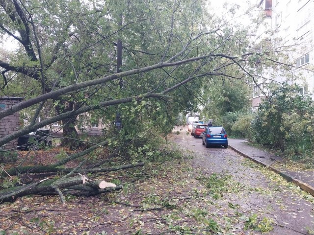 Упавшие деревья убирают в Нижнем Новгороде после шквалистого ветра