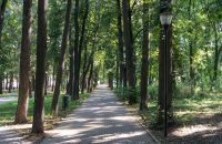 Дерево упало на автомобиль нижегородки в районе парка им. Кулибина