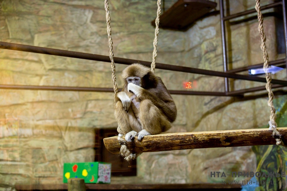 СК возбудил дело из-за нападения обезьяны на ребёнка в Саратовской области