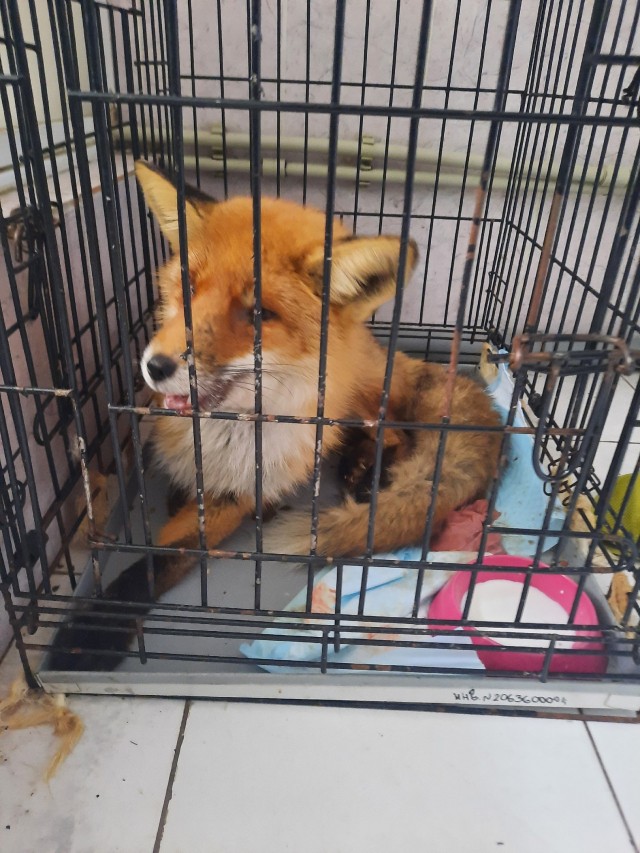 Нижегородские ветеринары спасали опоенного водкой лисёнка
