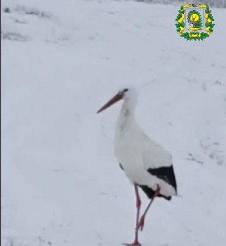 Аист благополучно зимует в Нижегородской области