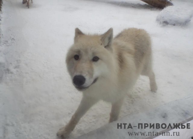 Бастрыкин затребовал возбудить дело по нападению собак на школьниц в Прикамье