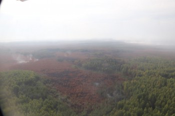 Площадь активного горения леса в Воротынском округе  сократилась до 30 га
