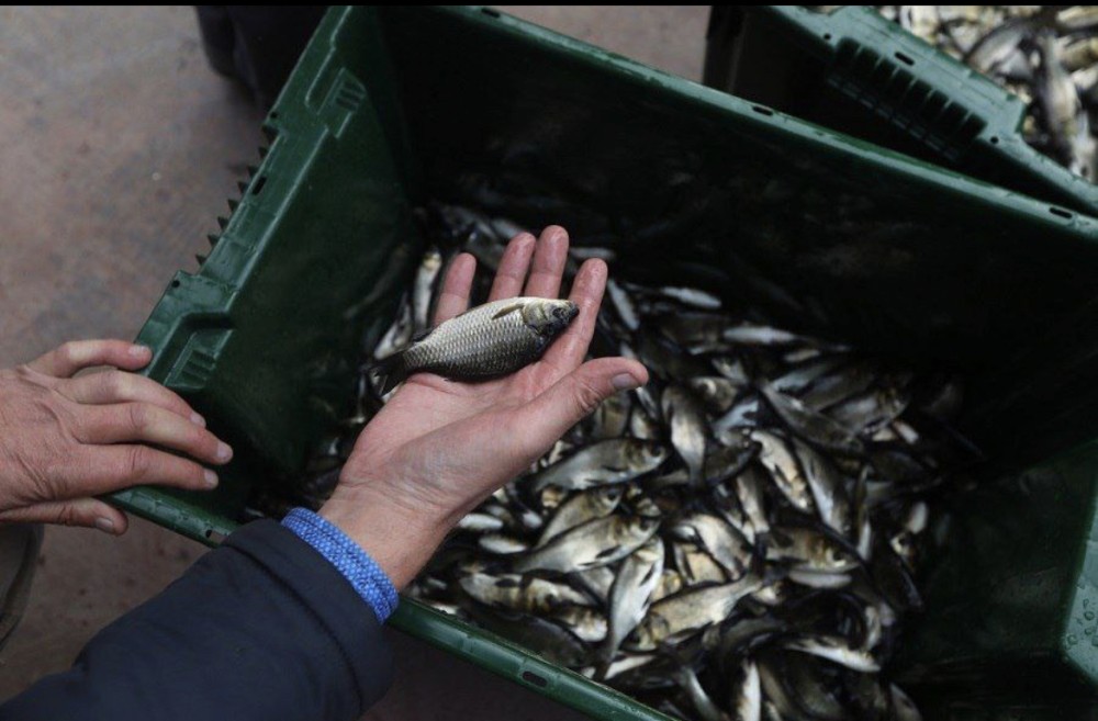 Свыше 300 тыс. мальков выпустили в водоемы Оренбургской области