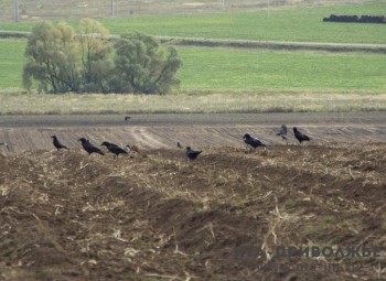 Народные приметы: 17 марта
