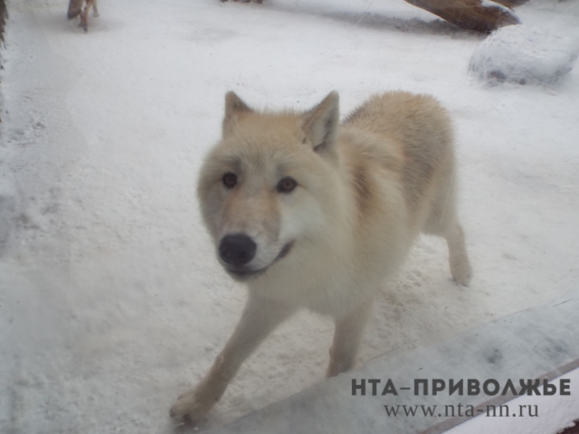 Диких животных пересчитают в Нижегородской области Диких животных пересчитают в Нижегородской области