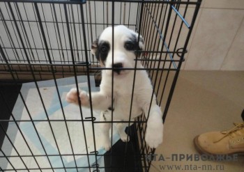 Свыше 30 "хвостатых" выезжали из Ульяновской области за границу за 2025 год