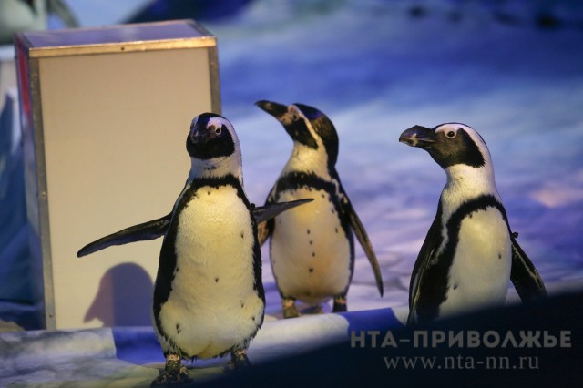 Пингвины поселились в нижегородском зоопарке "Лимпопо"