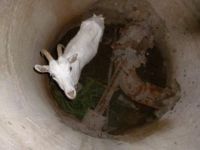 Спасатели освободили козу, провалившуюся в канализационный колодец в Выксе Нижегородской области