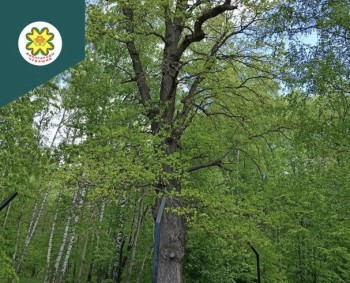 Шумерлинский 250-летний дуб поборется за звание "Российское дерево-2025" Шумерлинский 250-летний дуб поборется за звание "Российское дерево-2025"