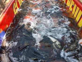Нижегородские рыбхозы начали массовый вылов выращенной рыбы