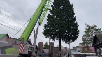 Первую новогоднюю ель срубили в Уфе