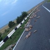 В Ардатовском районе у грузовика, перевозившего свиные туши для утилизации, сломался борт, в результате туши оказались разбросаны на трассе