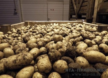 Посадку картофеля на 97% завершили в Саратовской области