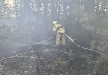 Первый в 2026 году лесной пожар ликвидирован в Удмуртии