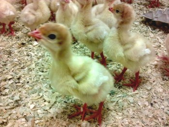 Почти 15 тыс. индюшат из Великобритании привезли на пензенскую ферму