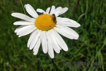 Гибель пчёл произошла в Нижегородской области из-за нарушения работы с пестицидами