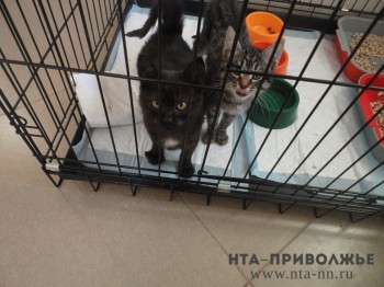 Нижегородцы за февраль отправили за границу 46 кошек и собак