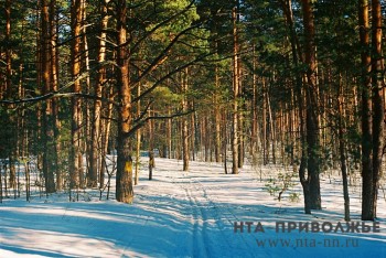 Два жителя Нижегородской области пойдут под суд за вырубку сосен на 1 млн рублей