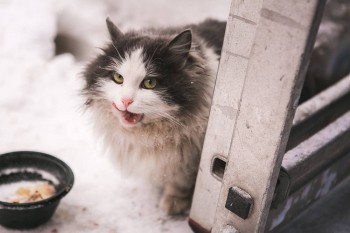 Одичавшие коты живут в нижегородском парке &quot;Швейцария&quot;