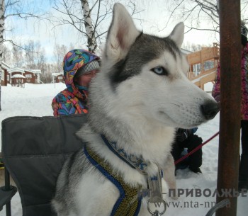 Гонки на собачьих упряжках пройдут в Володарском районе Нижегородской области 22-23 февраля