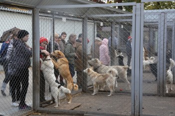 Учащиеся нижегородского лицея № 40 в течение месяца собирали и сдавали макулатуру, чтобы купить лекарства для бездомных животных