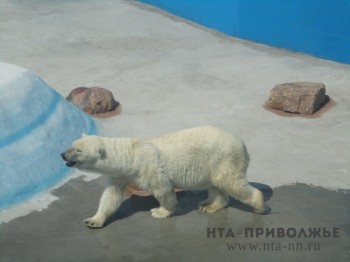 Нижегородский &quot;Лимпопо&quot; стал шестнадцатым среди российских зоопарков, где живут белые медведи