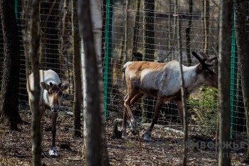 Подрядчика для разморозки ягеля и ухода за северными оленями ищет Керженский заповедник в Нижегородской области