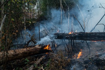 Силы Гринпис привлечены для ликвидации последствий лесного пожара в Мордовском заповеднике