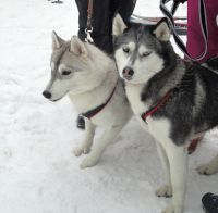 В Нижегородской области 2-3 марта пройдут всероссийские соревнования по ездовому спорту на собачьих упряжках 