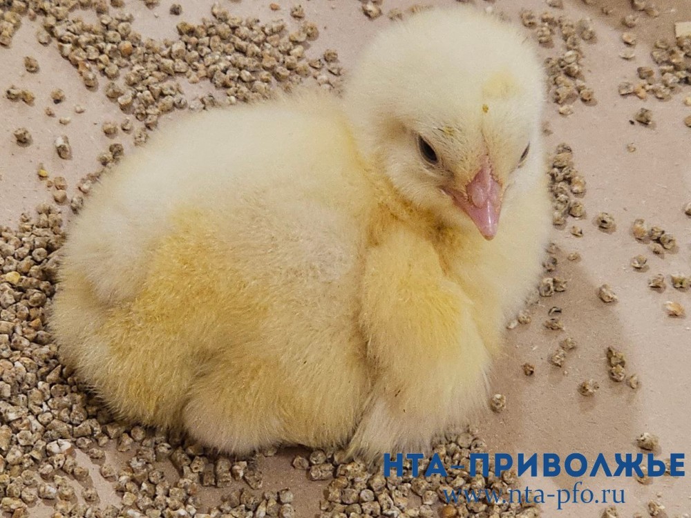 Саратовских престарелых кур-несушек пускают на говяжью колбасу