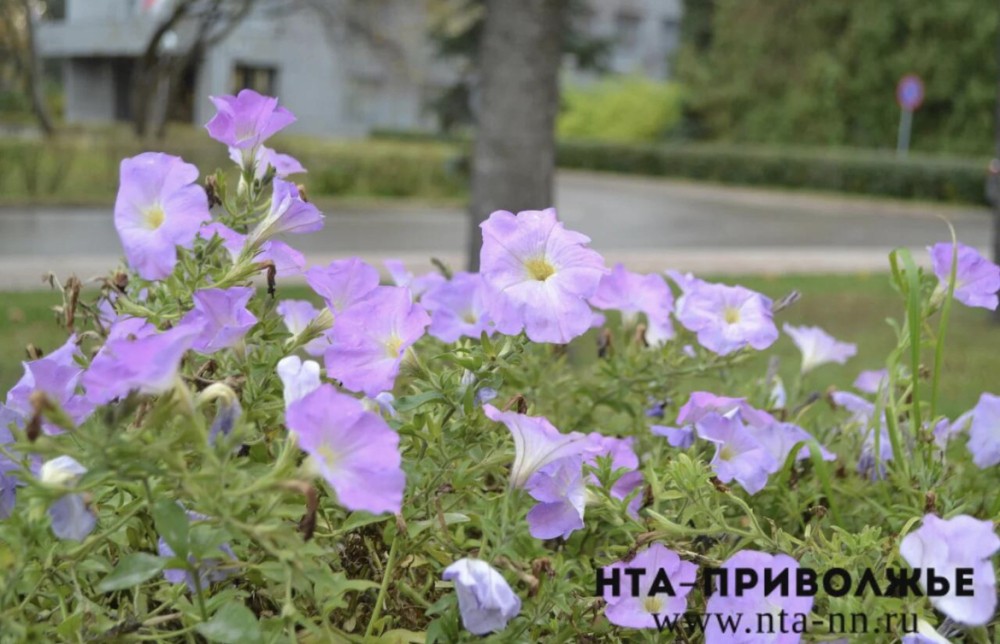 Народные приметы: 18 мая