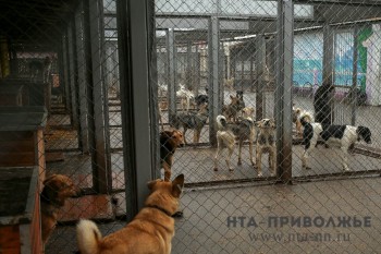 Почти 330 бездомных собак отловили в Нижнем Новгороде в 2022 году