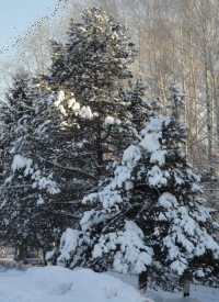 Нижегородские лесники усилят охрану лесов для борьбы с незаконной рубкой новогодних елей