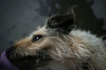 Бешеная собака в Чкаловске Нижегородской области покусала хозяев