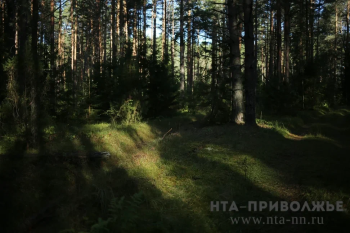 Лимиты добычи дичи изменены в Нижегородской области