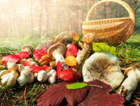 Три случая отравления грибами зарегистрировано в Нижегородской области с начала года