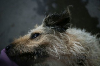 Бешенство выявлено у загрызшей хозяйку собаки в Нижегородской области