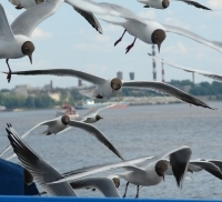 Всемирные дни наблюдений птиц пройдут в Нижегородской области 5 – 6 октября