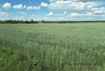 Площадь сева в Удмуртии превысит 800 тыс. га