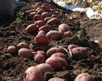В Нижегородской области в 2011 году заготовлено в 3 раза больше картофеля 
