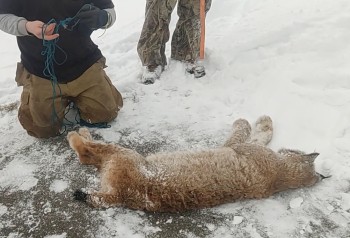 Бешеная рысь напала на ребёнка в пионерлагере под Уфой