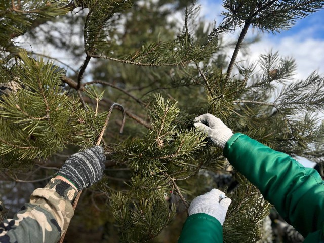 В Нижегородской области началась заготовка шишек В Нижегородской области началась заготовка шишек