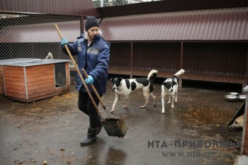 АНО &quot;Желтая бирка&quot; вновь стало подрядчиком по отлову животных в Ижевске