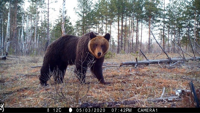 Фотоловушки в Керженском заповеднике зафиксировали рысь и бурого медведя (ВИДЕО)