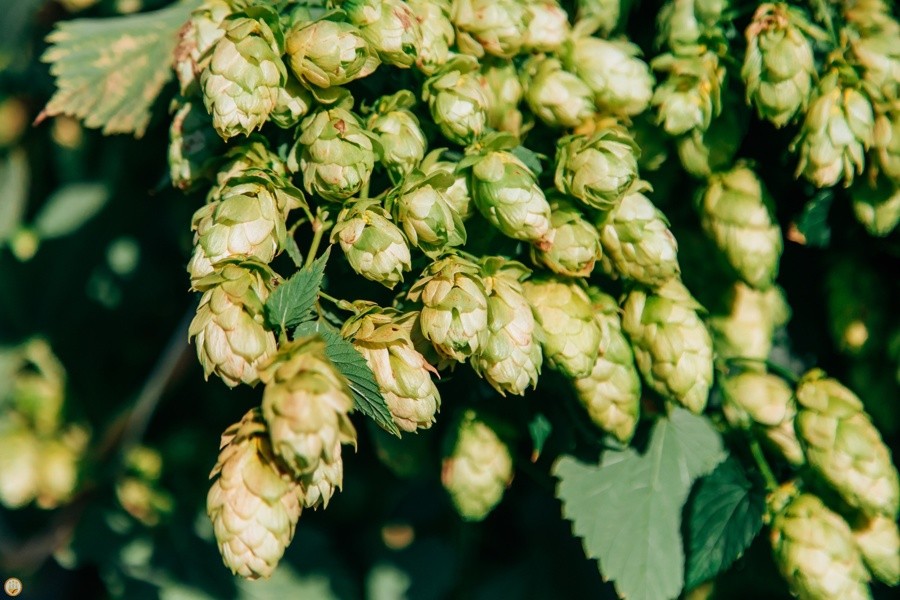 Хмелеводы Чувашии выполнили план 2025 года